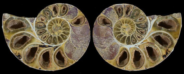 Cut & Polished, Agatized Ammonite Fossil - Jurassic #53827